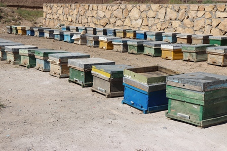 امسال تولید عسل در استان سمنان به ۳۰۰ تن می‌رسد