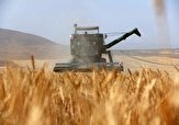 ۸۵ هزار تن گندم در استان سمنان خریداری‌شد