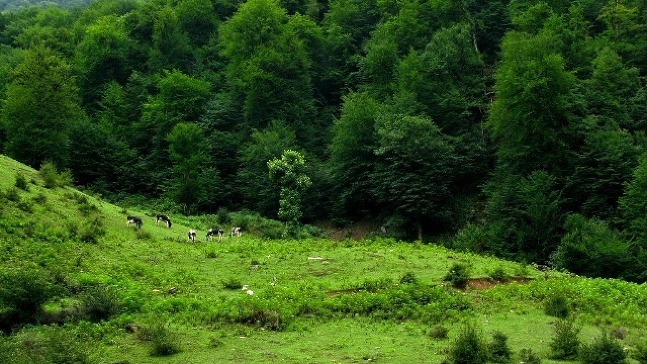 ورود به بوستان‌های روستایی و عرصه‌های جنگلی استان سمنان ممنوع است