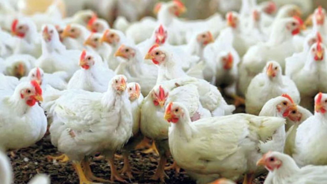 ۱۰۰ تن مرغ برای حمایت از تولیدکنندگان سمنان خریداری شد