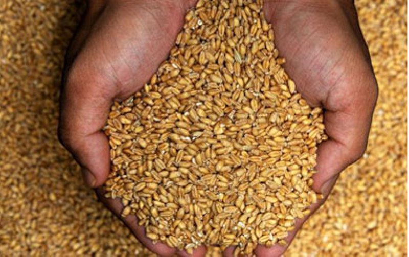 توزیع بیش از ۳۰۰۰ تن بذر اصلاح شده در استان سمنان