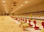 جمع‌آوری “کشتارگاه مرغ تُرَنگ کوهستان” به علت ۲۶ سال فعالیت غیر مجاز در زمینه مرغداری
