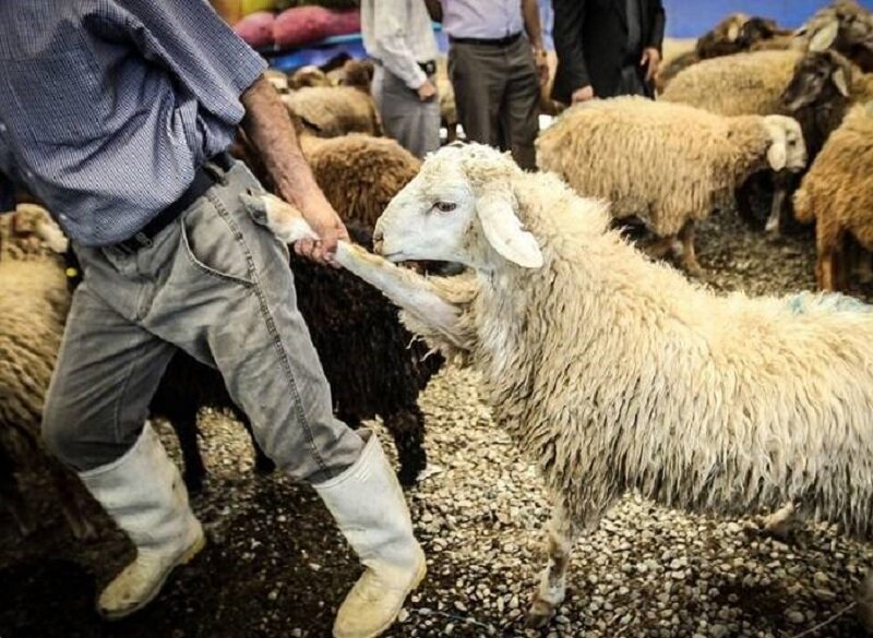 کشف ۱۲۰ راس گوسفند قاچاق از حیاط یک منزل مسکونی در جهرم