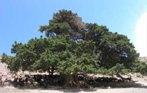 ۴۵۰۰ هکتار درختان ارس استان سمنان آلودگی انگلی پیدا کردند