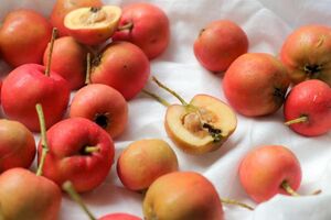 درمان خانگی عفونت ریه با این میوه