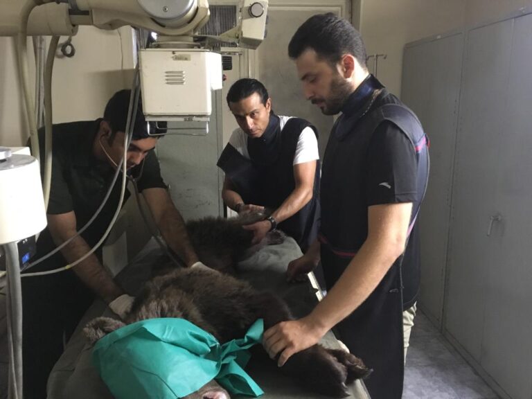 توله خرس مصدوم جاده زیارت براثر جراحات اصابت گلوله اسلحه شکاری چهارپاره جان خود را از دست داد.