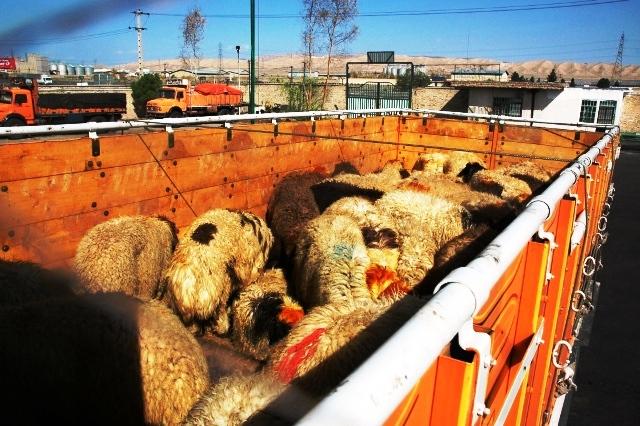 توقیف کامیون حامل ۱۱۱ راس گوسفند قاچاق