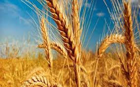 افزایش ۱٫۵ برابری برداشت گندم در دامغان