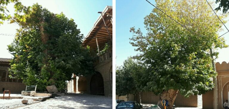 ثبت مجموعه درختان كهنسال بافت تاریخی میامی در فهرست میراث طبیعی ملی
