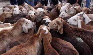 ۴۰۰ رأس گوسفند قاچاق تحویل دامپزشکی خرم بید شد