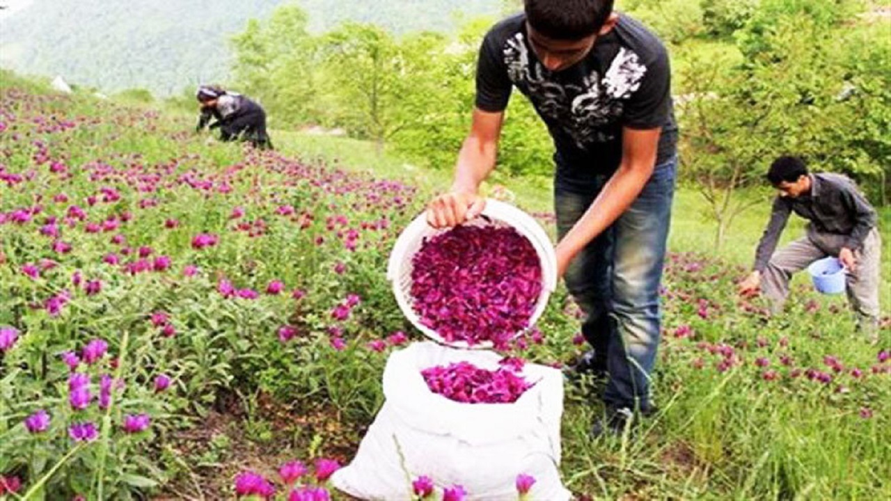 برداشت۲ هزار و ۹۳۶ تن گیاهان دارویی در استان سمنان