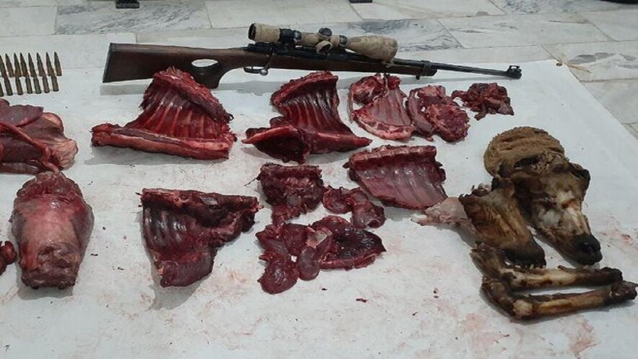 شکار ۸ رأس گوسفند وحشی غیرمجاز در شاهرود شکار ۸ رأس گوسفند وحشی غیرمجاز در شاهرود