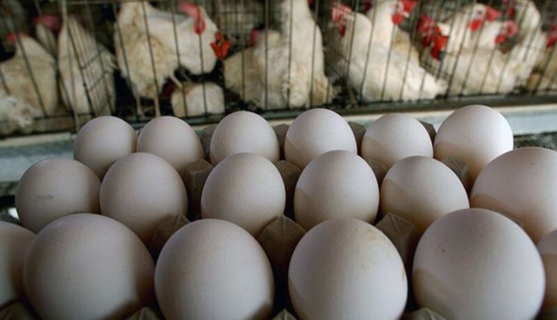 عرضه و توزیع مرغ و تخم‌مرغ در استان سمنان پیگیری می‌شود