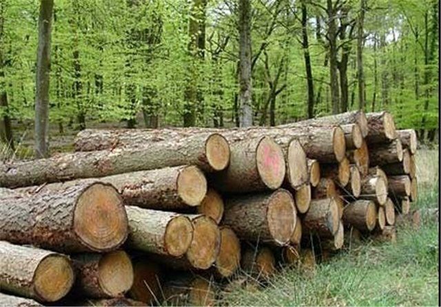 آغاز عملیات پروژه زراعت چوب در اراضی جنوب سمنان