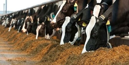 رئیس هیات مدیره انجمن صنفی گاوداران:دامداران در فروش هر کیلو شیرخام ۲ هزار تومان ضرر کردند