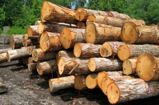 کشف انبار غیرمجاز زغال درختان جنگلی بلوط در بیستون