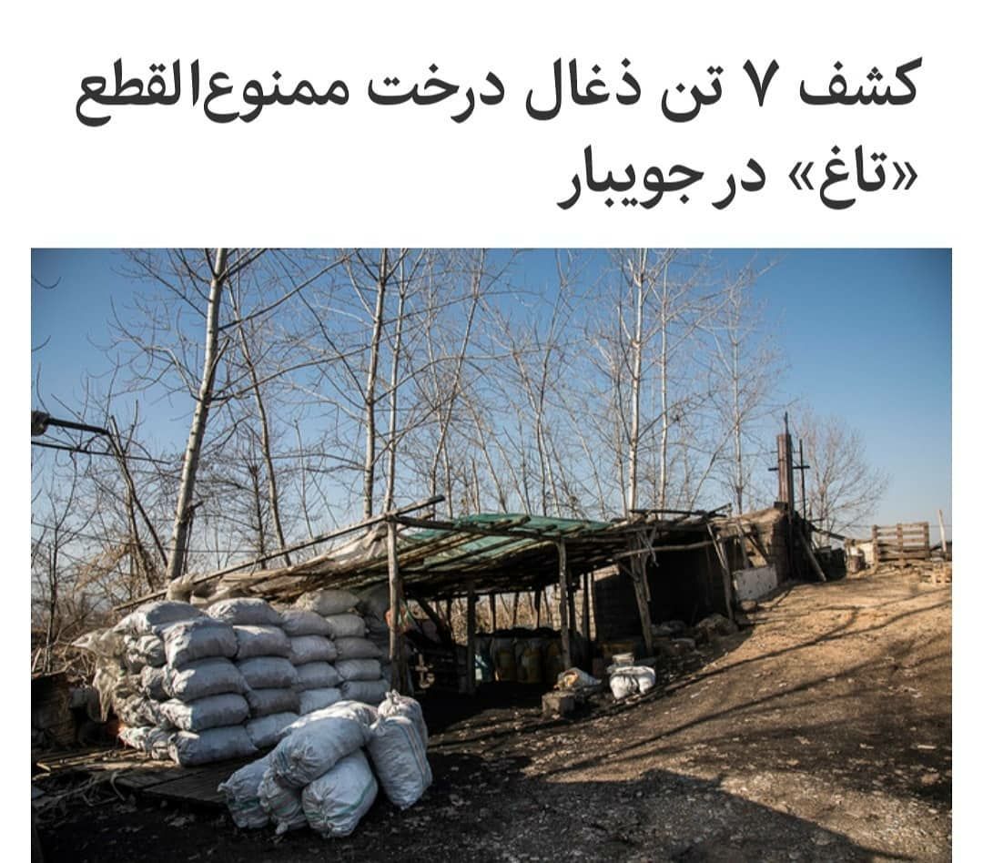 کشف ۷ تن ذغال درخت ممنوع القطع “تاغ” در جویبار کشف ۷ تن ذغال درخت ممنوع القطع “تاغ” در جویبار