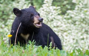 کشف یک توله خرس سیاه از قاچاقچیان حیوان