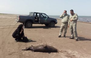 کشف لاشه ۲ قلاده فک خزری در سواحل مازندران