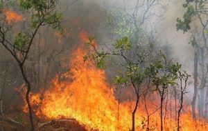 مهار آتش‌سوزی جنگل «سنبل رود» شیرگاه+فیلم 