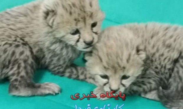 ۲ توله یوزپلنگ پیدا شده در پارک ملی توران ماده هستند